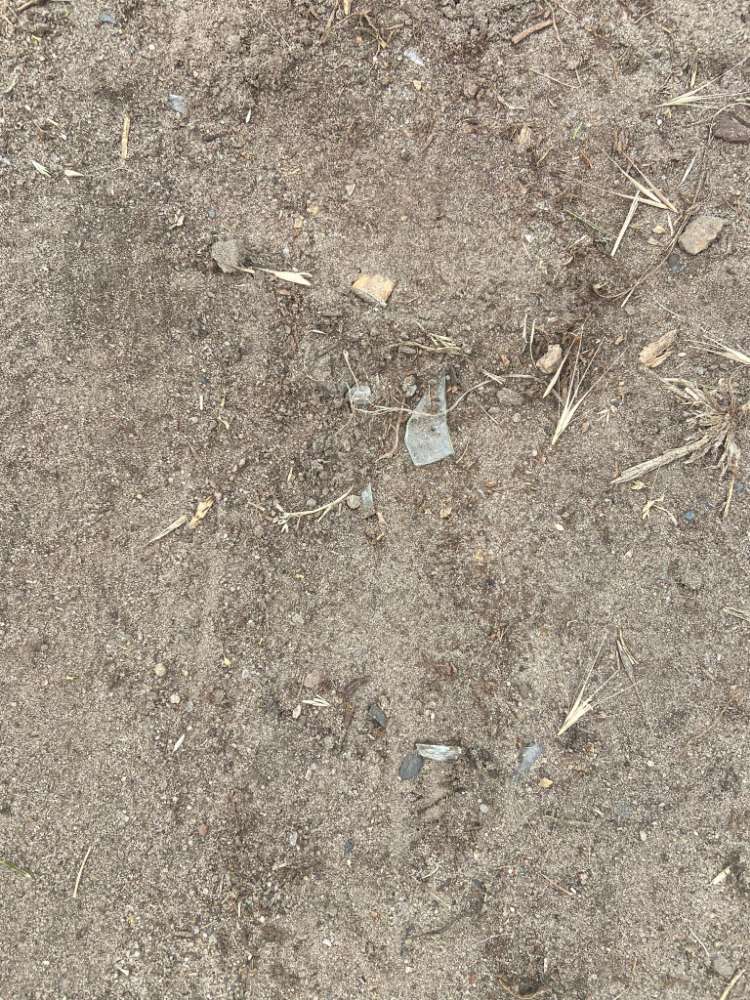 Giftköder-Eingegrabene Glasscherben !-Profilbild