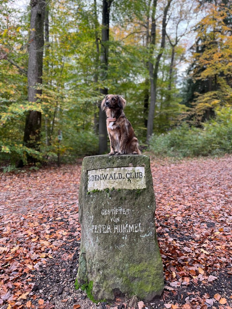 Hundetreffen-Playdate / Gassi gehen-Profilbild