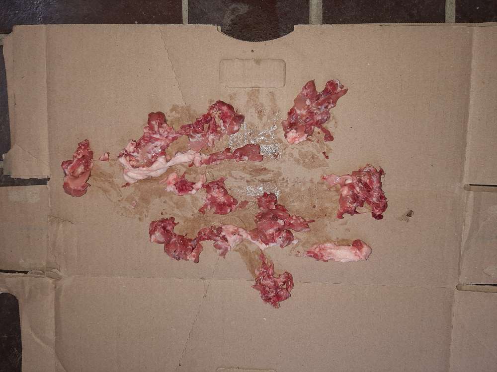 Giftköder-Ausgelegtes Hackfleisch-Profilbild
