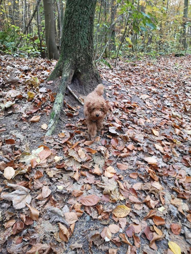 Hundetreffen-Toberunde mit kleinem Hund-Profilbild