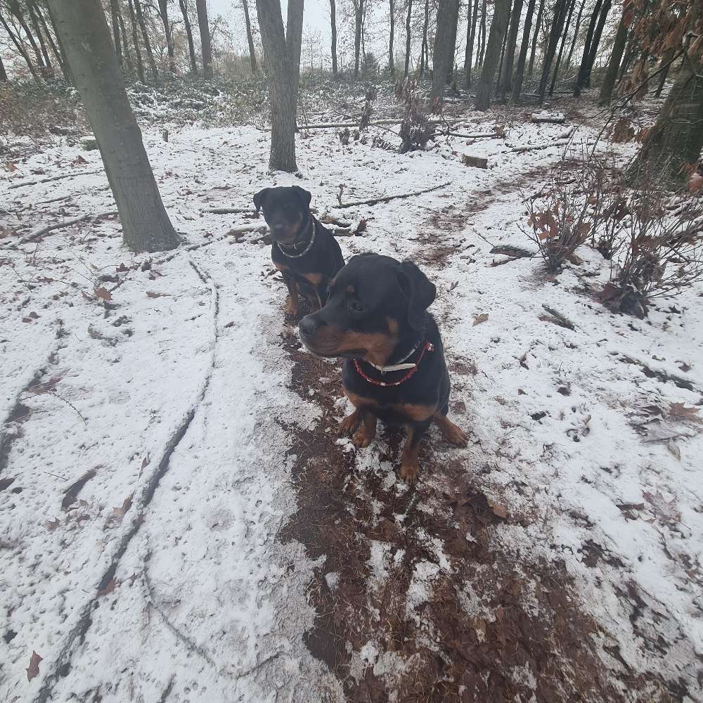 Hundetreffen-Hunde Spaziergang-Profilbild