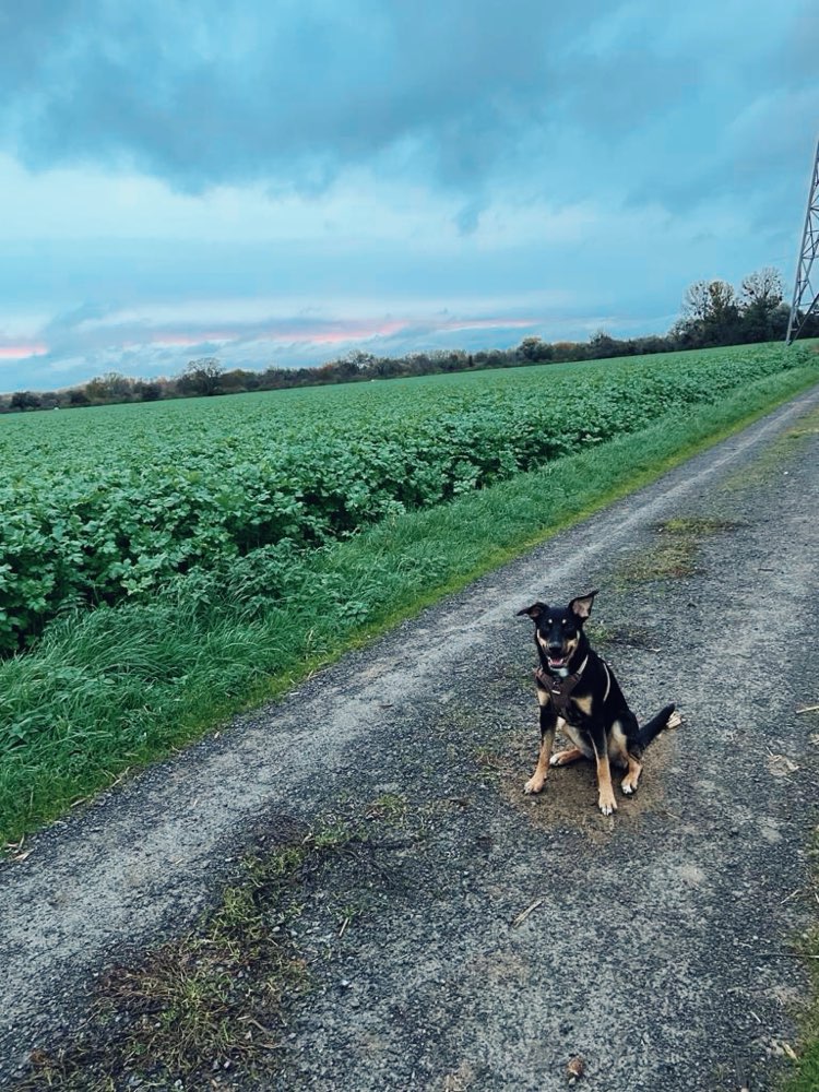 Hundetreffen-Spielkamerad gesucht in Postbauer-Heng-Profilbild