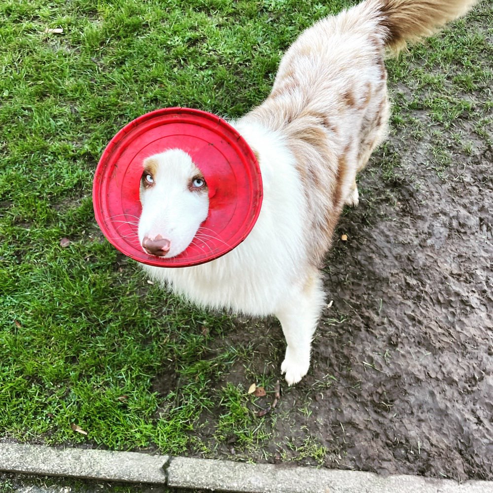 Hundetreffen-Gassi/Spielrunde - für junge Fellnasen-Profilbild