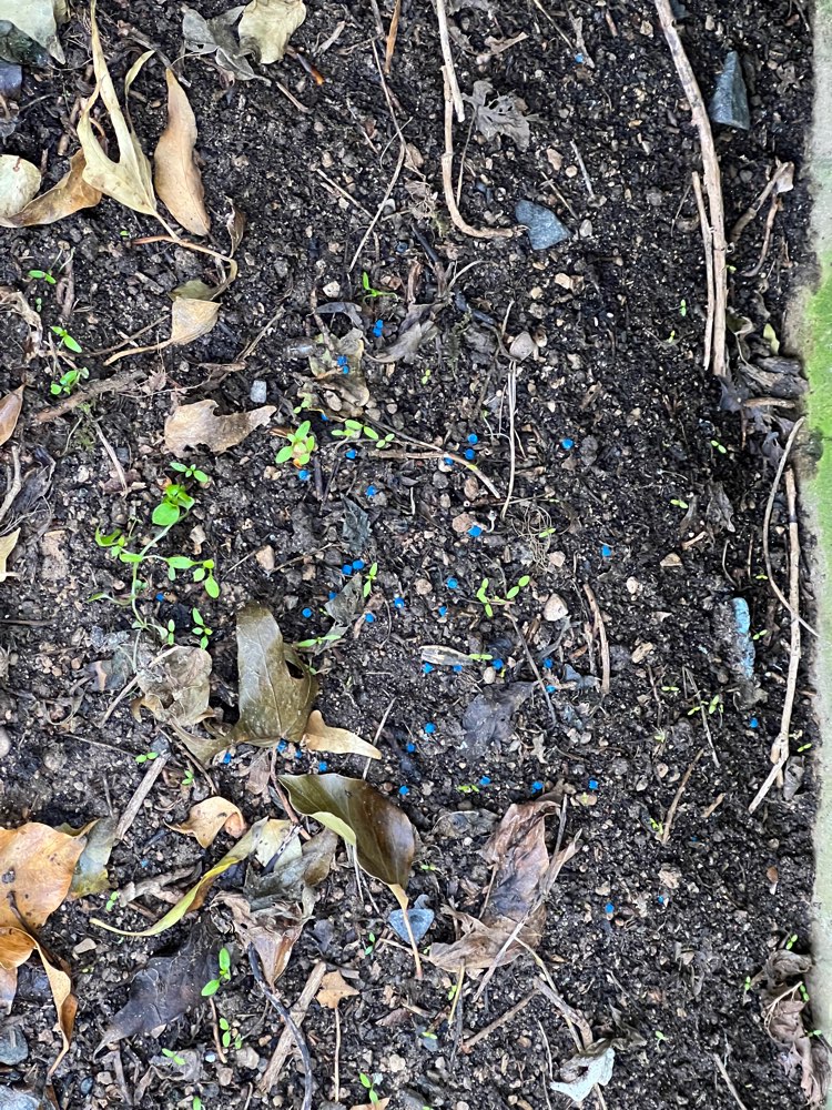 Giftköder-Giftköder - Schneckenkorn-Profilbild