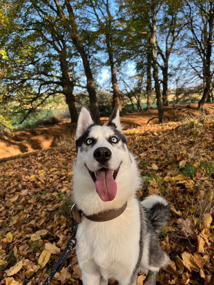 Hundetreffen-Gemeinsames Gassi gehen-Profilbild