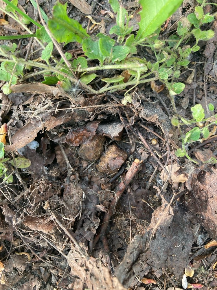 Giftköder-versteckte Leckerlis auf dem Grünsteifen-Profilbild