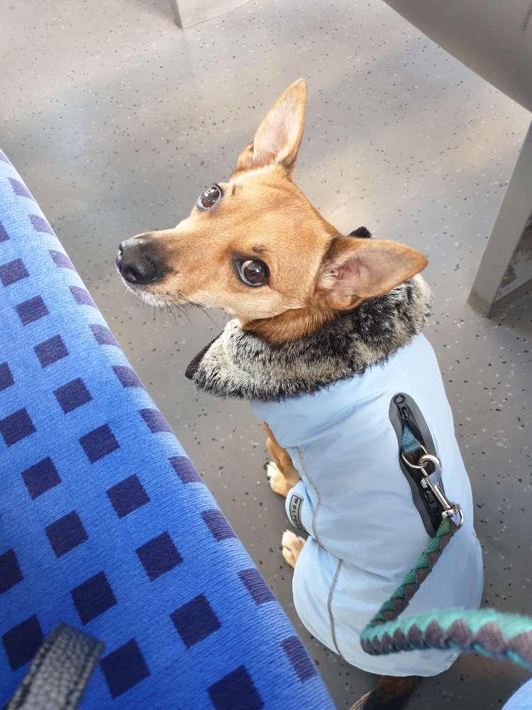 Hundetreffen-Hunde treffen. Jede Rasse und Alter sind Willkommen-Profilbild