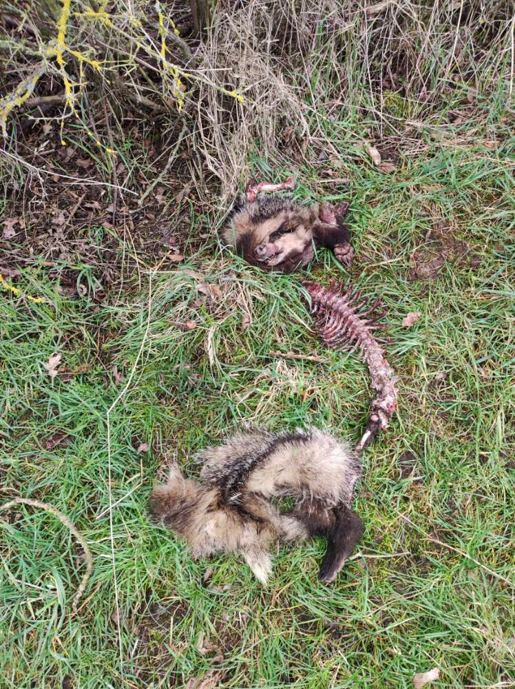 Giftköder-Tierkadaver-Profilbild