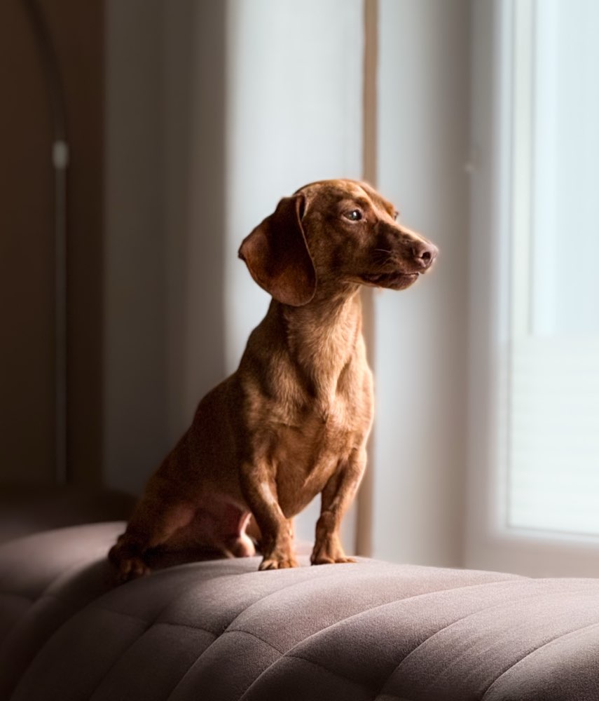 Hundetreffen-Fotowalk📸-Profilbild