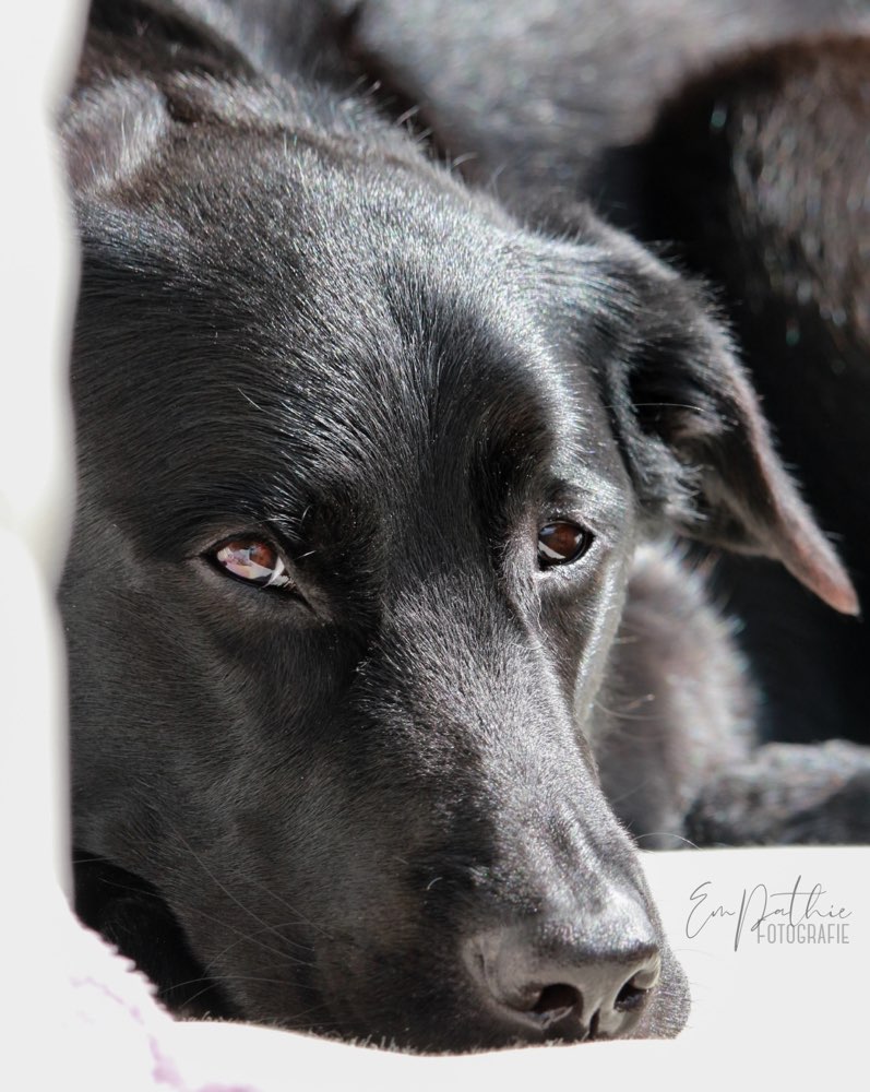 Hundetreffen-Kostenloses Fotoshooting📸-Profilbild