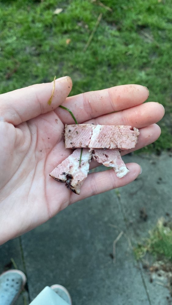 Giftköder-Fleischstücke auf Grünstreif verteilt!-Profilbild