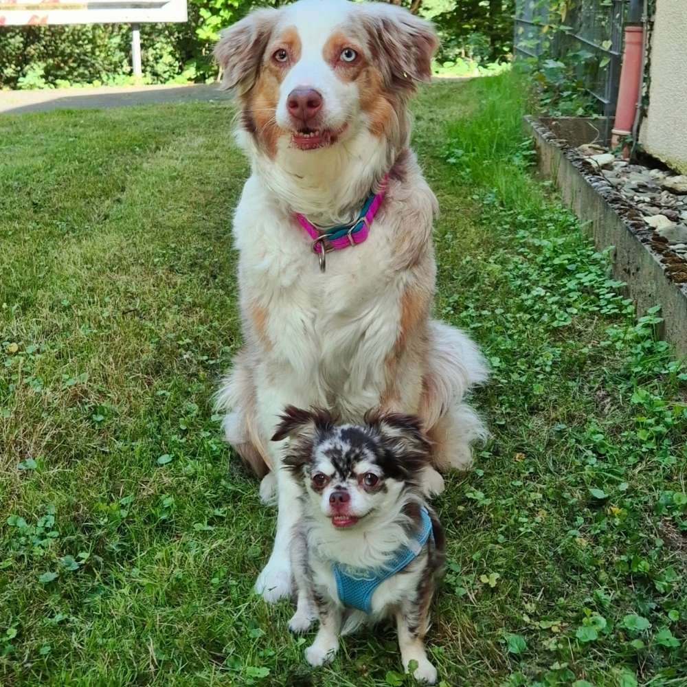 Hundetreffen-Gassi- & Spielfreunde für meine 2 Hunde gesucht-Profilbild