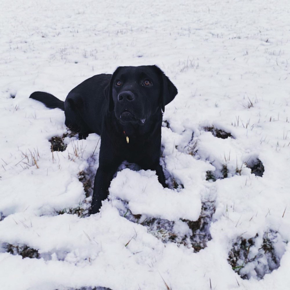 Hundetreffen-Junghunde zum toben-Profilbild