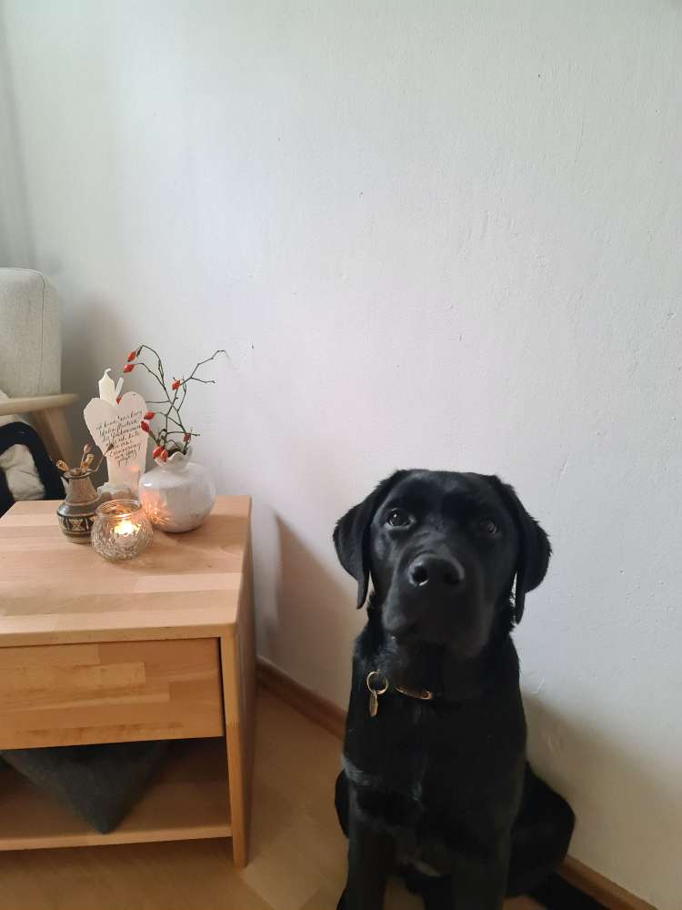 Hundetreffen-Welpen Sozialisierung-Profilbild