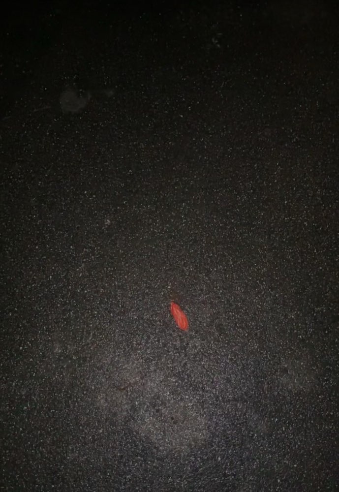 Giftköder-(vermutlich) Giftköder-Profilbild