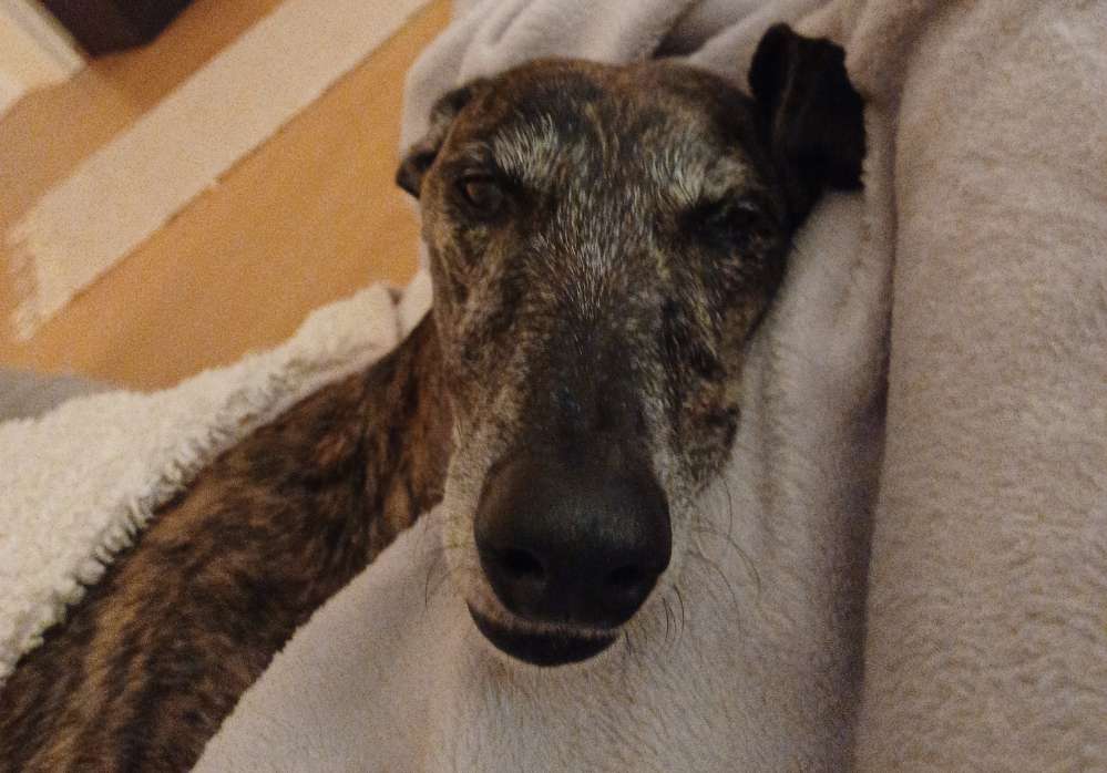 Hundetreffen-Gemeinsame Windhundspaziergänge-Profilbild