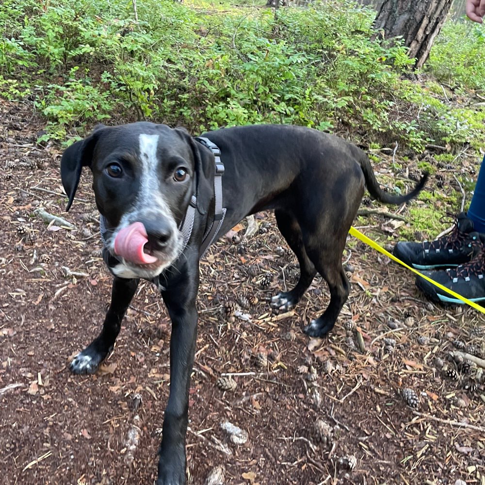 Hundetreffen-Junghundetreff-Profilbild
