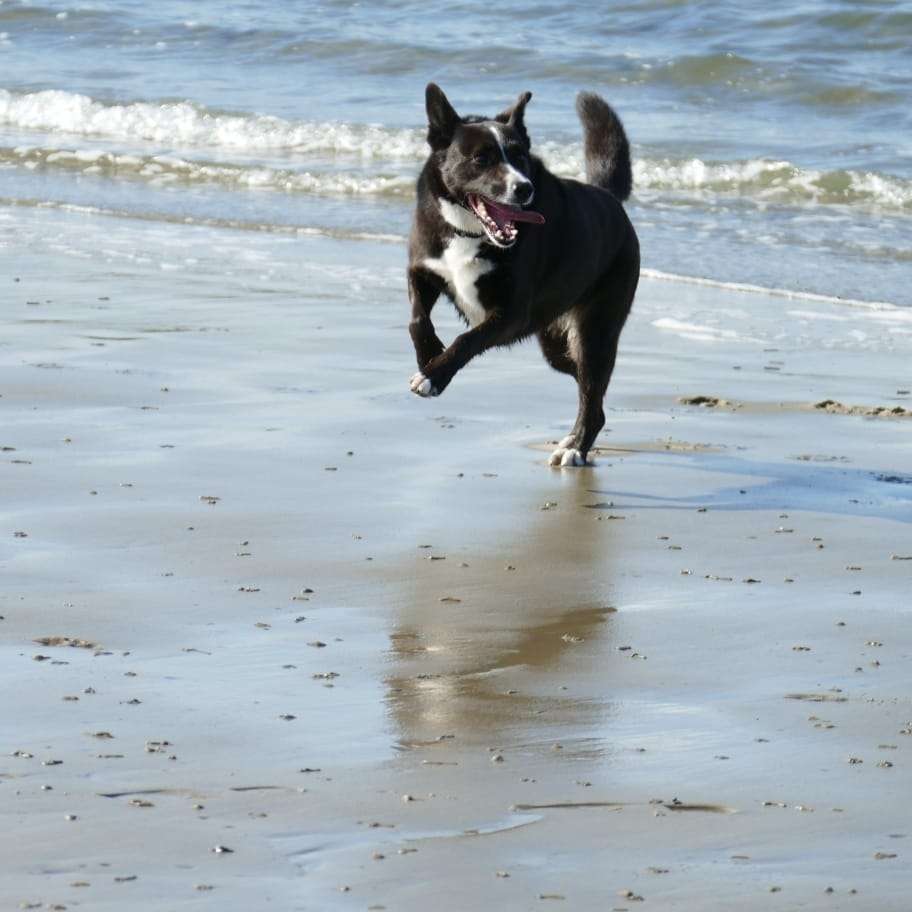 Hundetreffen-Gassirunde, social Walks-Profilbild