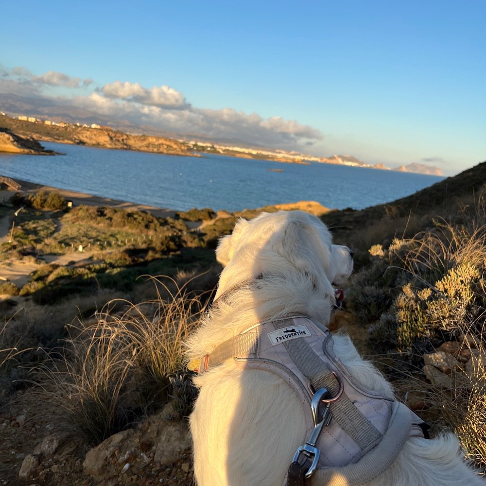 Hundetreffen-Hallo icv suche ein paar spatzierer leute mit Hund die die lust haben mit zsm spatzieren zu gehen z-Profilbild