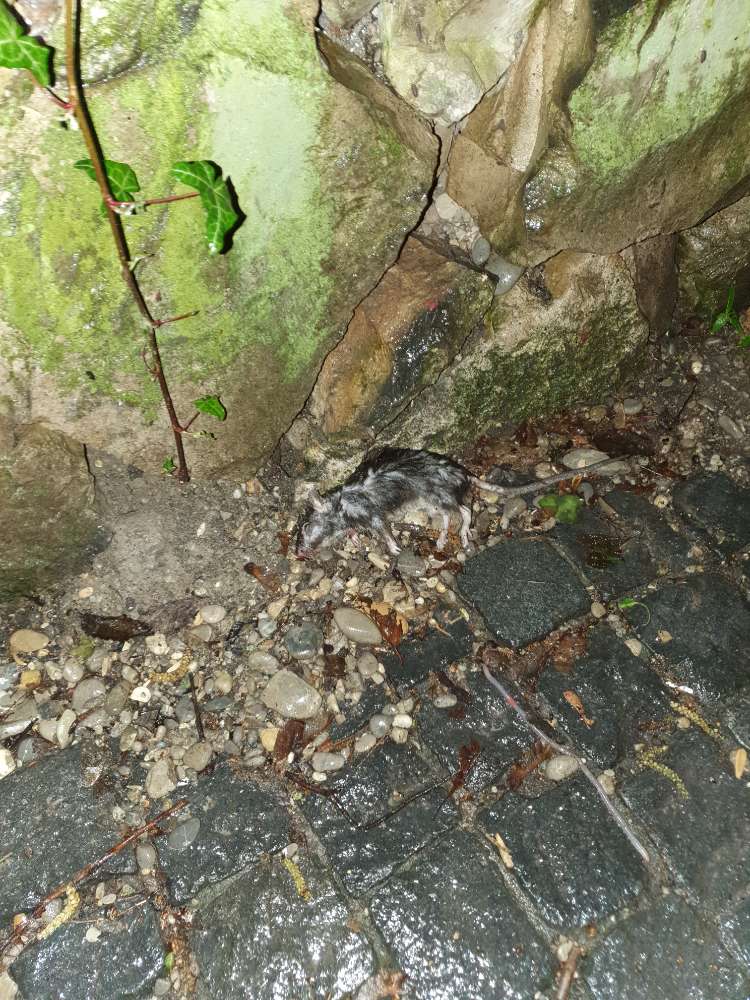 Giftköder-Tote Ratte-Profilbild