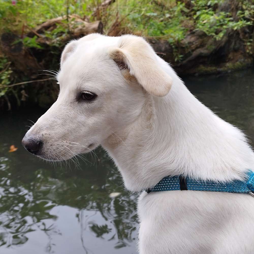 Hundetreffen-Junghundetreffen zum Spielen oder Spaziergang-Profilbild