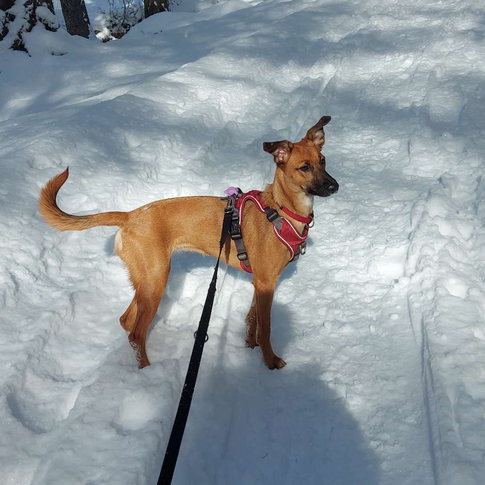 Hundetreffen-Trainings-Gassi-Profilbild