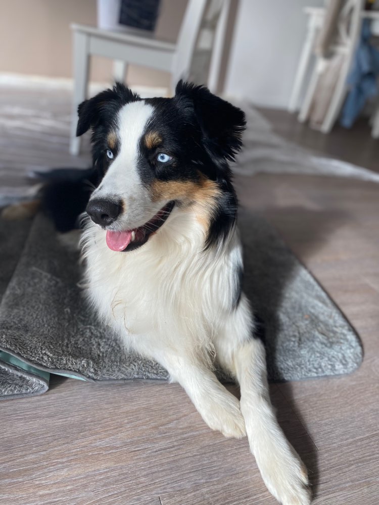 Hundetreffen-Spiel- und Lernpartner gesucht!-Profilbild