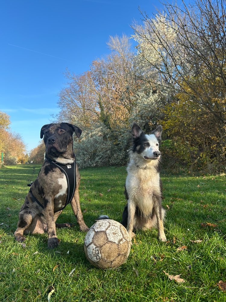 Hundetreffen-Hunde treffen-Profilbild