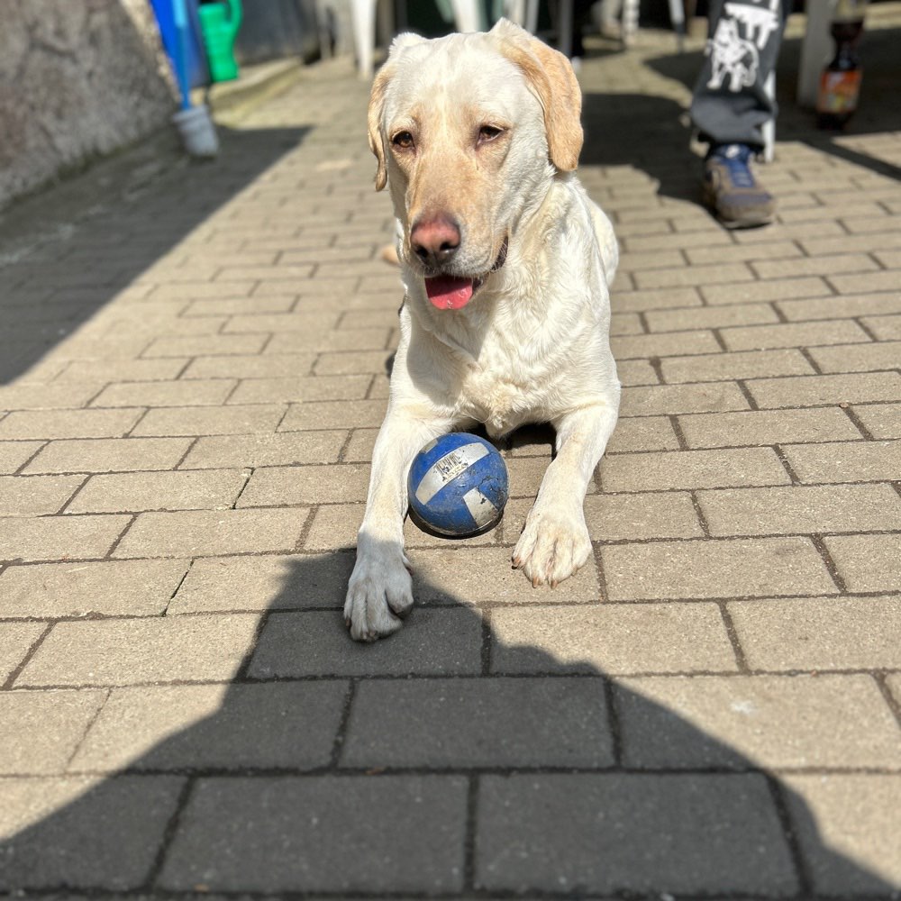 Hundetreffen-Spielen, toben-Profilbild
