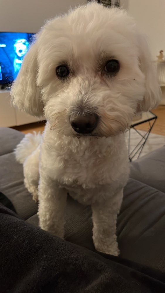 Hundetreffen-Willi sucht kleine Spielkameraden-Profilbild