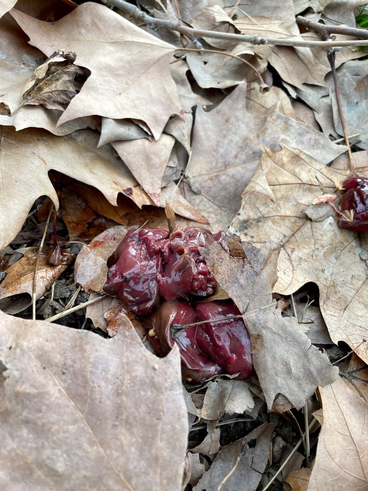 Giftköder-Evtl Giftköder, ausgelegte Innereien-Profilbild