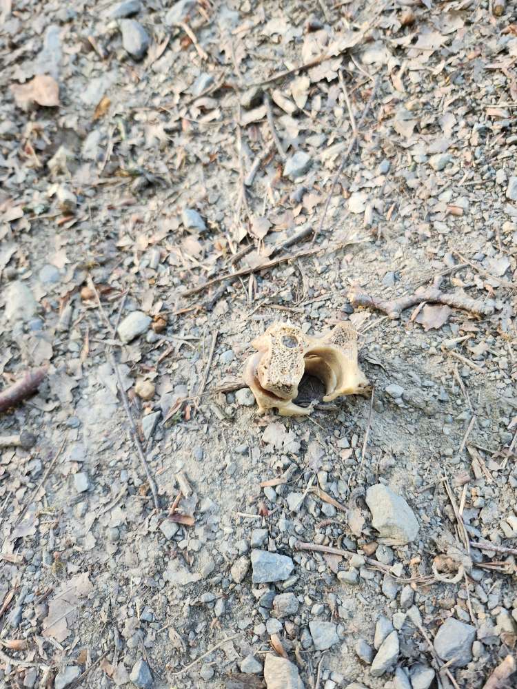 Giftköder-Knochen "Achtung"-Profilbild