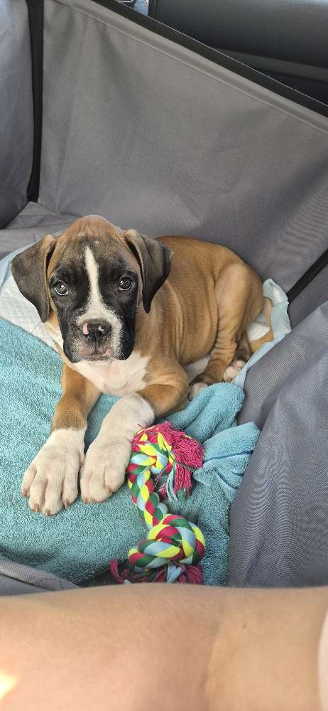 Hundetreffen-Suche Spielgefährten für Boxer Milo (11Wochen)-Profilbild