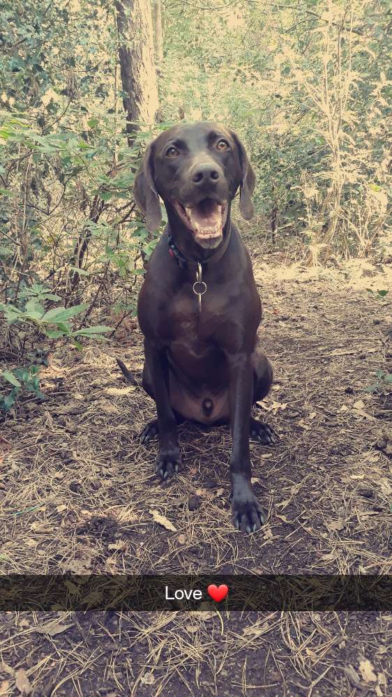 Hundetreffen-Hundespielrunde am Kanal-Profilbild