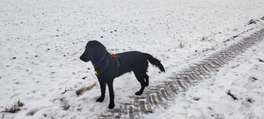 Hundetreffen-Gemeinsame Zeit mit suveränen Altrüden gesucht-Profilbild