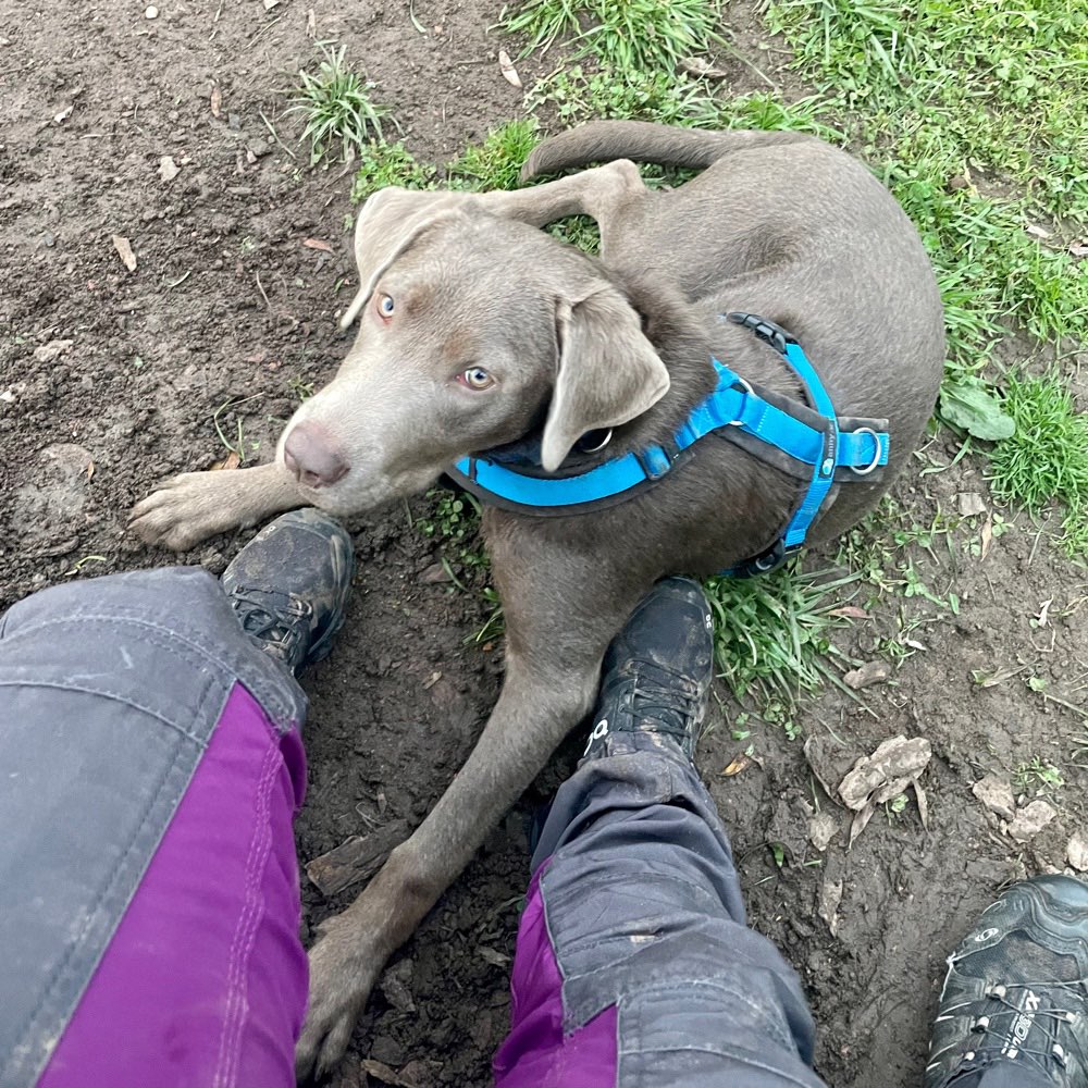 Hundetreffen-Spielkameraden & Spielfreunde gesucht-Profilbild