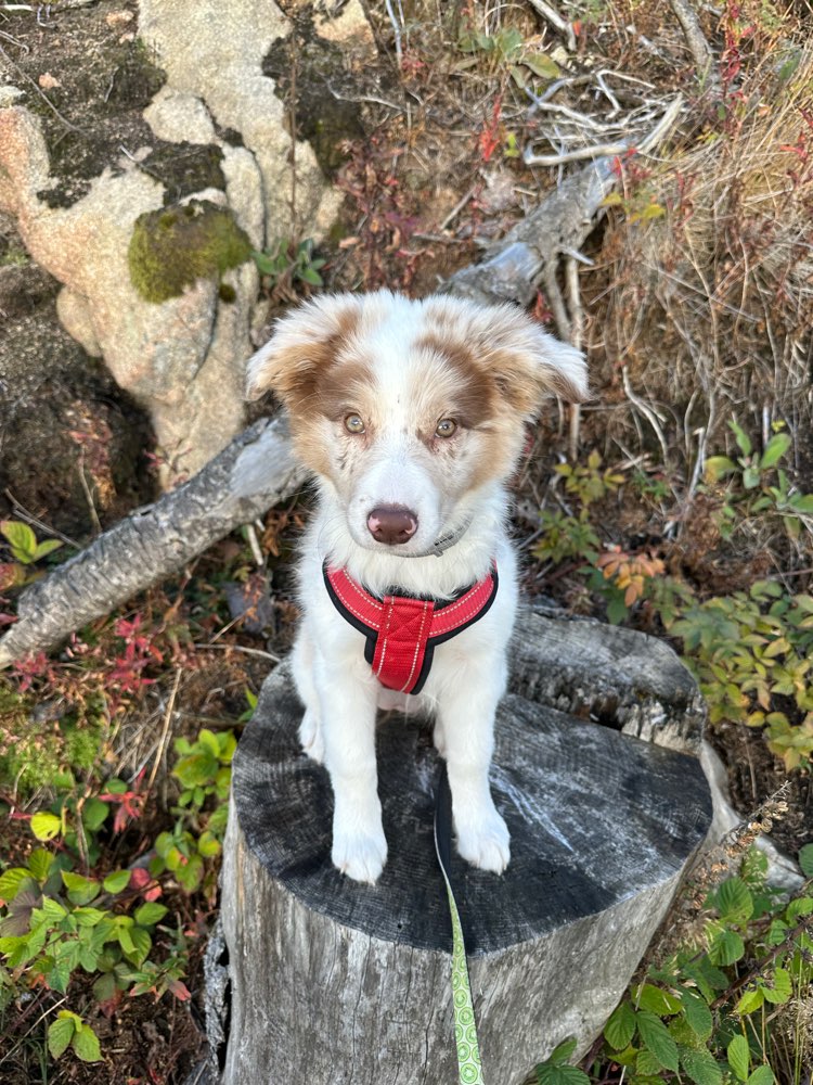Hundetreffen-Welpen/-junghundtreffen-Profilbild