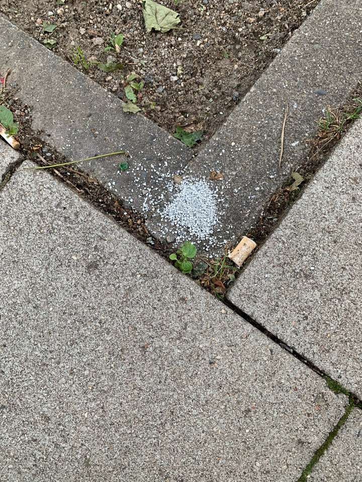 Giftköder-Graues Pulver,  möglicherweise Gift-Profilbild