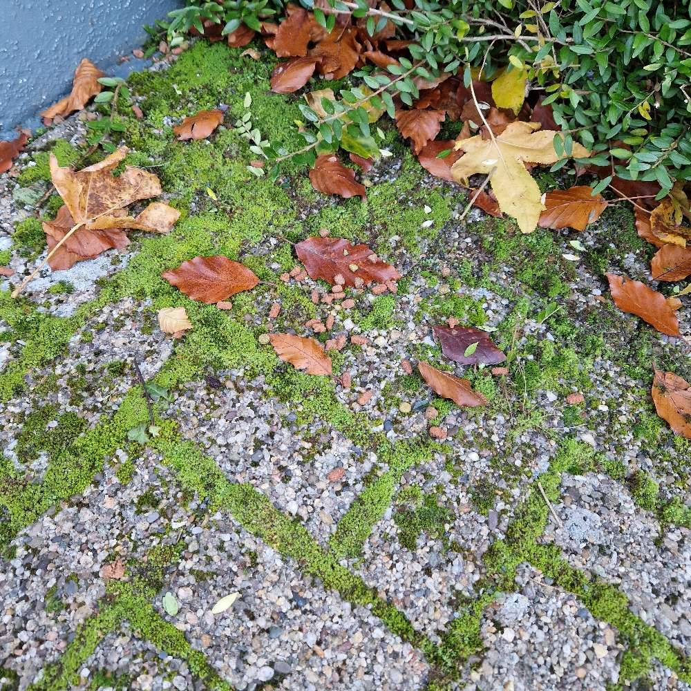 Giftköder-Wieder Hundefutter - evt Giftköder-Profilbild