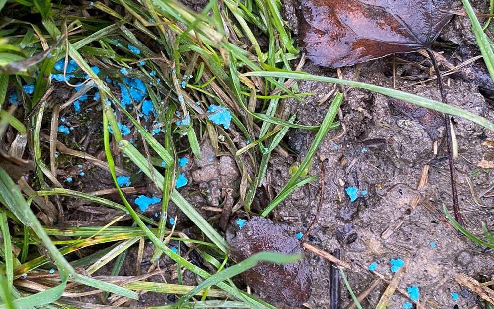 Giftköder-Rattengift auf Wiese Stauteich 3-Profilbild