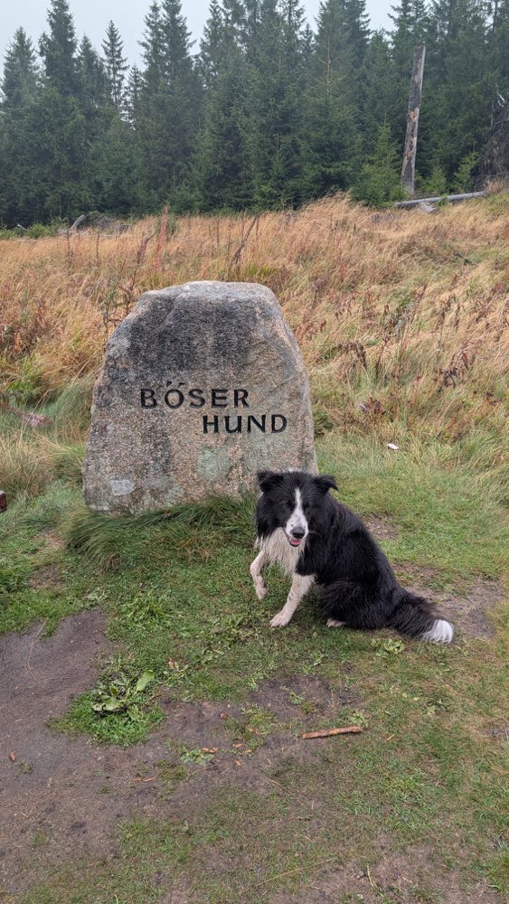 Hundetreffen-Social Walk-Profilbild