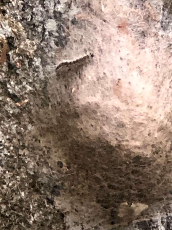 Giftköder-Nest Eichenprozessionsspinner-Profilbild