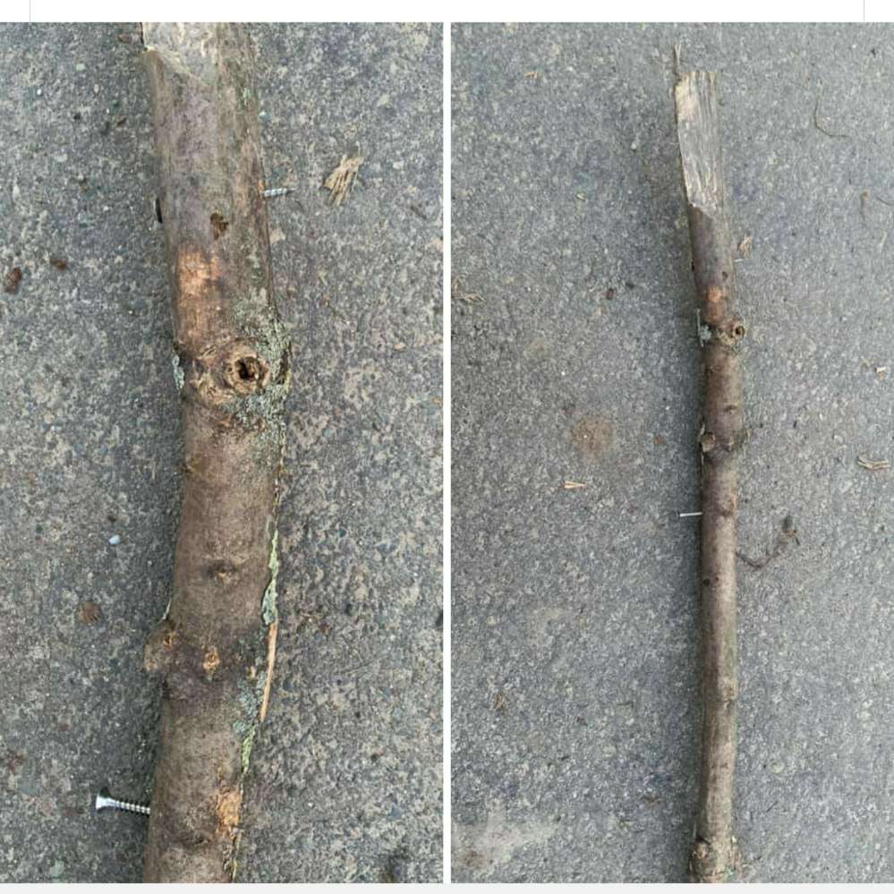 Giftköder-Ast mit Schrauben-Profilbild