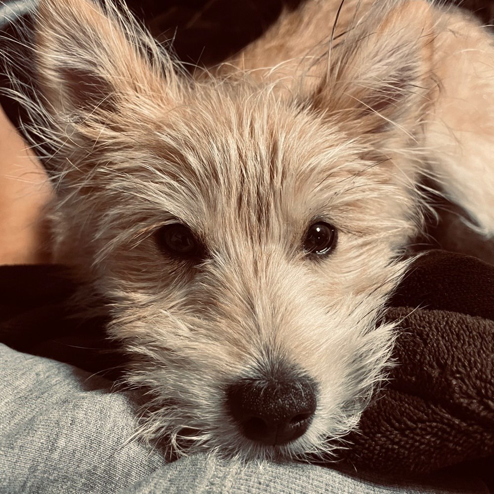 Hundetreffen-Social Walk-Profilbild