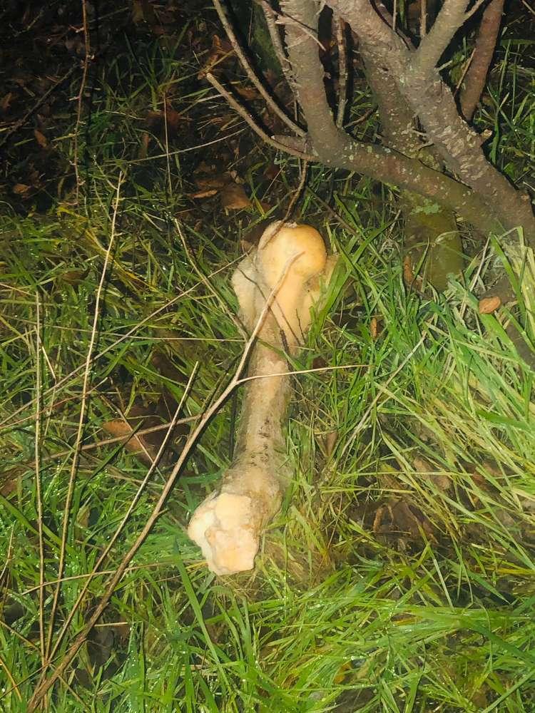 Giftköder-Knochen-Profilbild