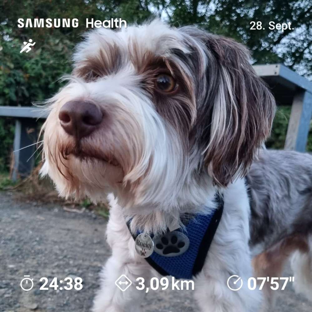 Hundetreffen-Wer interessiert hat kann sich gerne melden-Profilbild