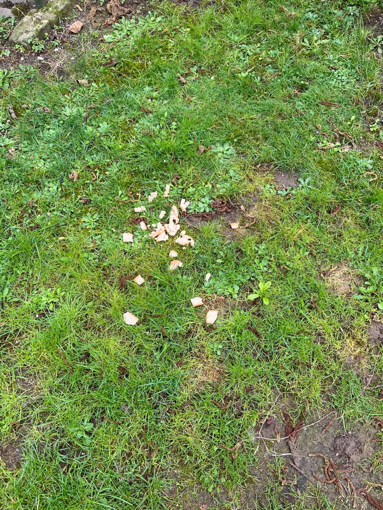 Giftköder-Möglicher Giftköder-Profilbild