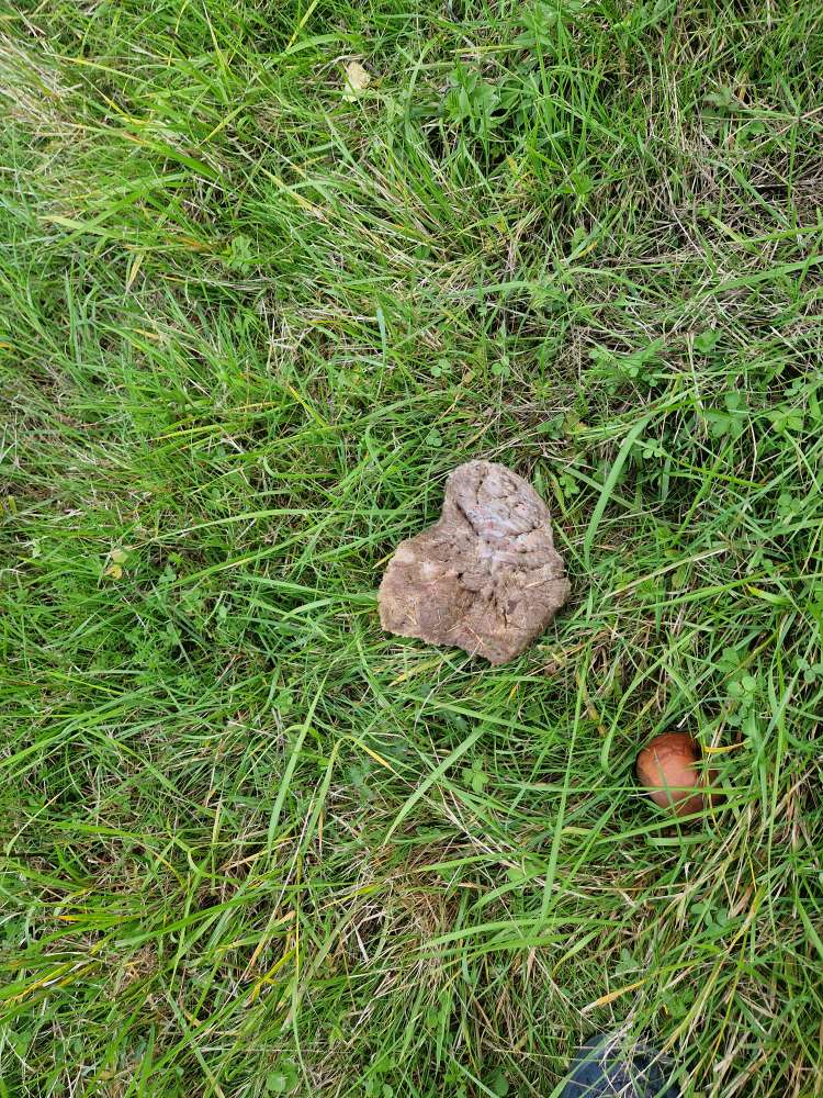 Giftköder-Achtung Fleisch? (oder ähnliches)-Profilbild