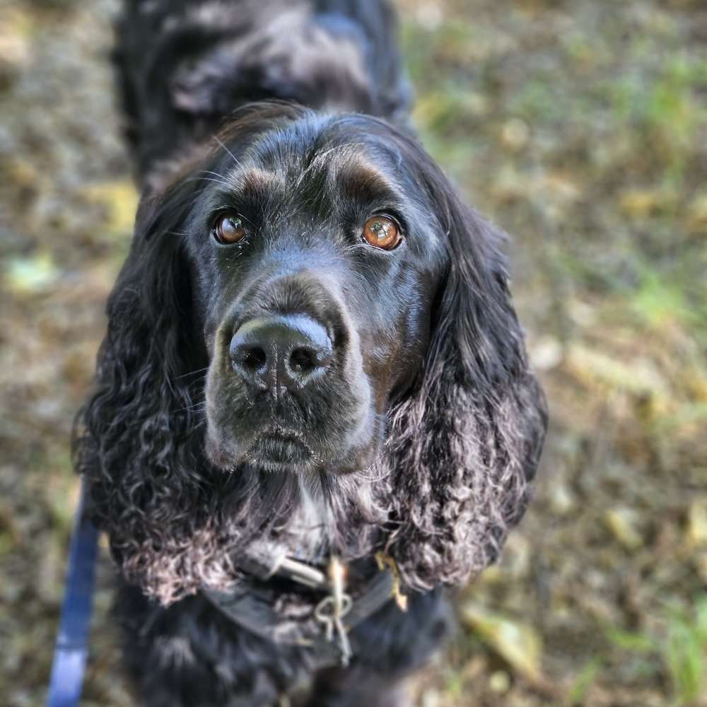 Hundetreffen-Spielen und Gassirunde-Profilbild