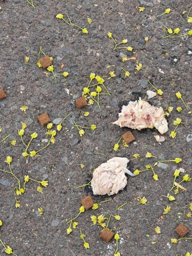 Giftköder-Chlorhühnchen-Profilbild